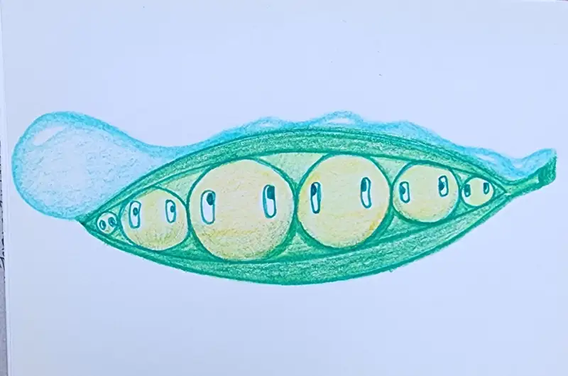드로잉로그,드로잉로그2기,화방넷드로잉로그2기,완두콩