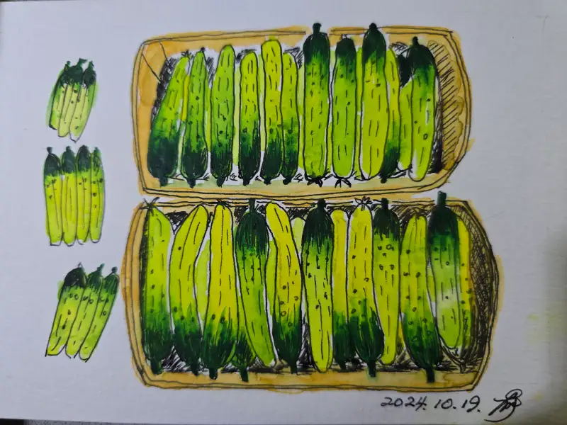 드로잉로그,오이,수채화