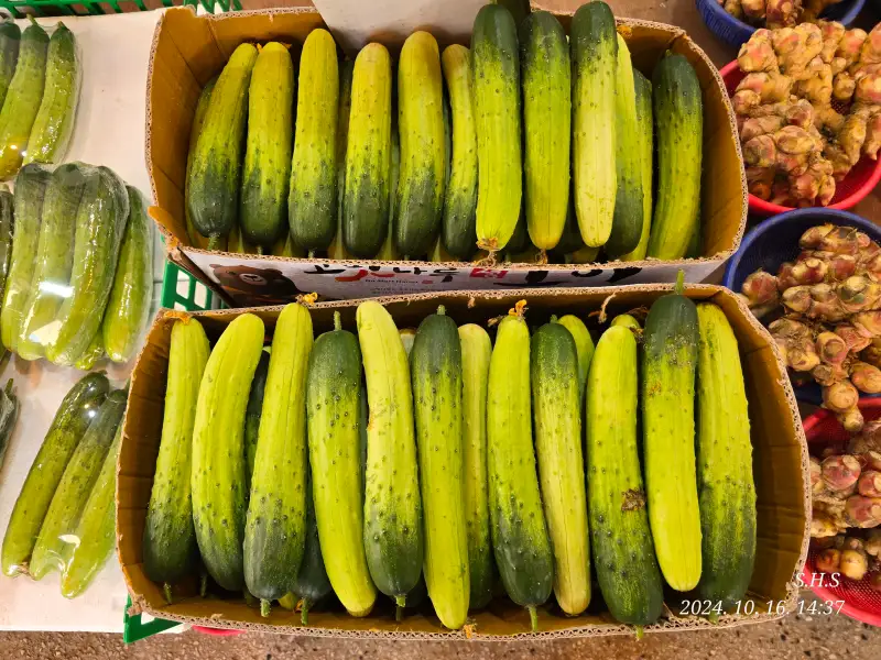 드로잉로그,오이,채소,수채화