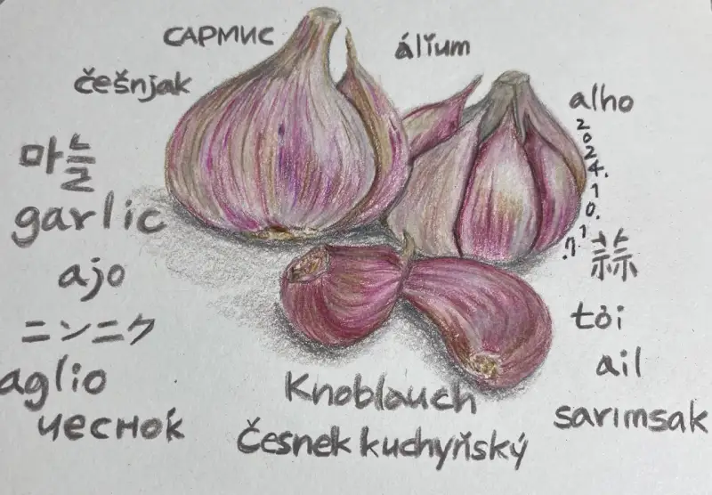 프리즈마유성색연필,톰보우모노J_HB