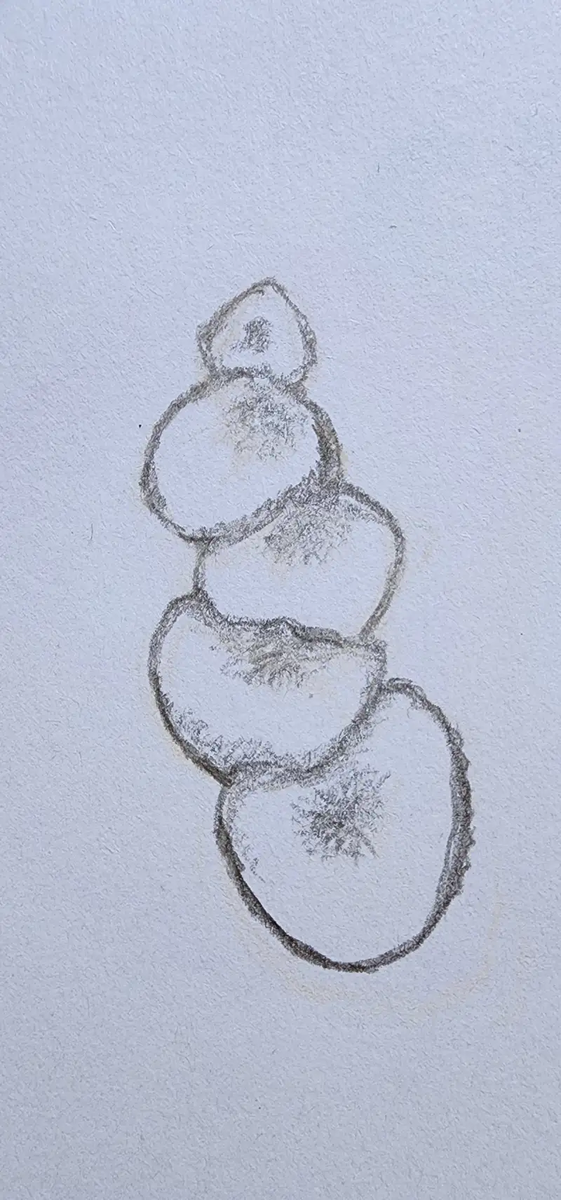 드로잉로그,드로잉로그2기,화방넷드로잉로그2기,버섯