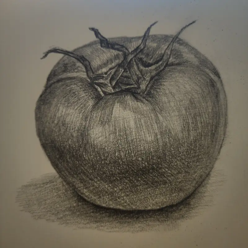 드로일로그2기,2주차,토마토,소묘