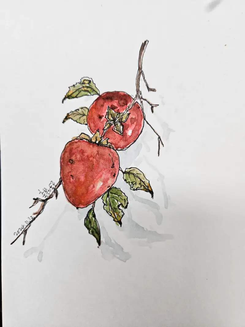 드로잉로그3기,1주차,가을1,가을엔감이최고