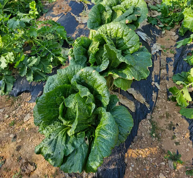 가을배추,배추밭