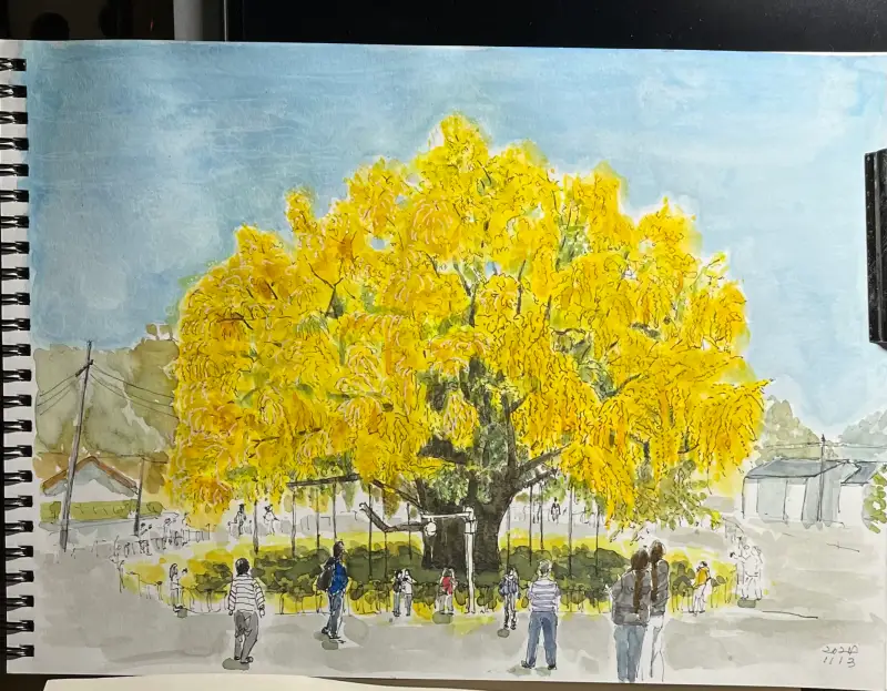 장수동은행나무,천연기념물,노랑,SWC