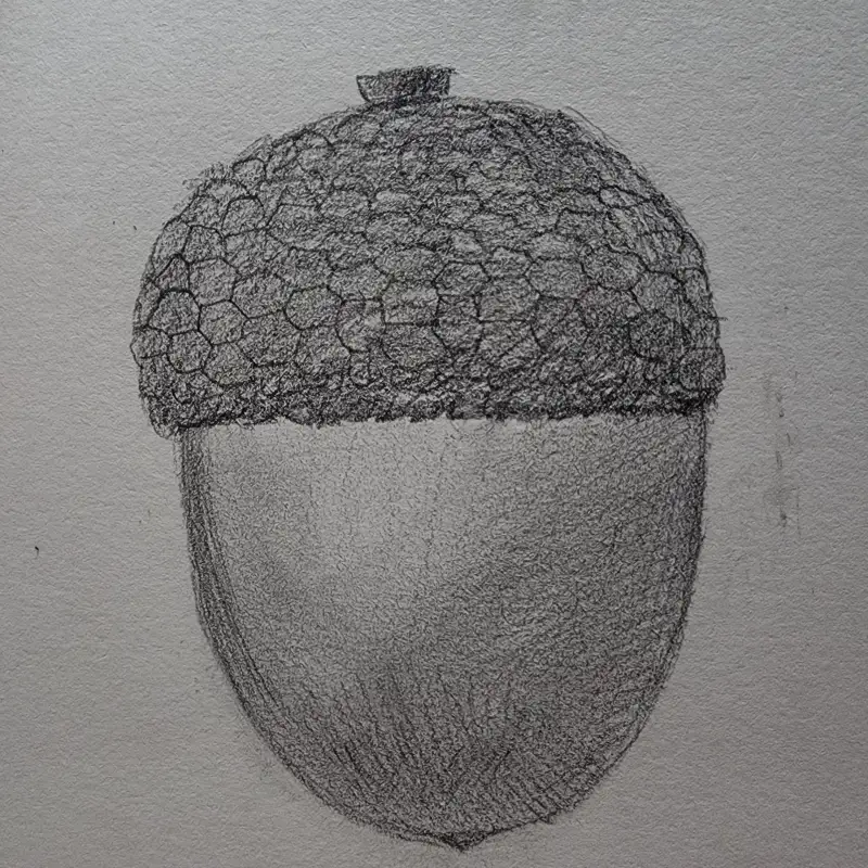 드로잉로그3기,1주차,가을,도토리,4B