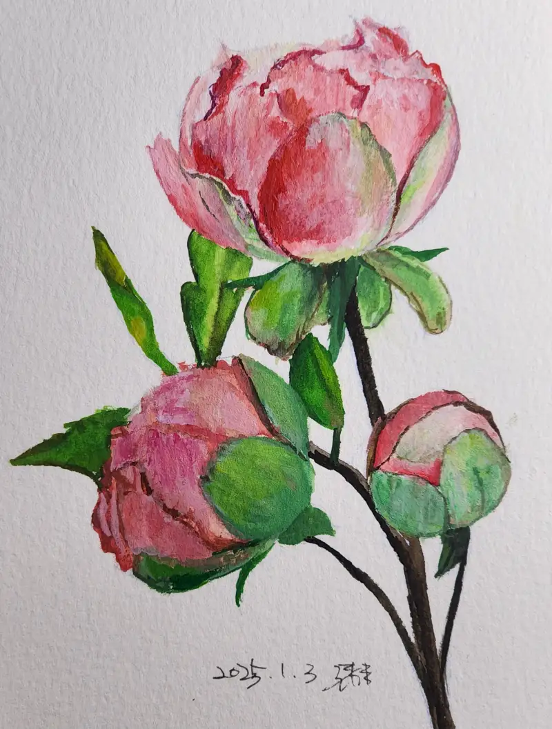 화방넷드로잉로그,드로잉로그,선물,작약,꽃,미젤로과슈,과슈