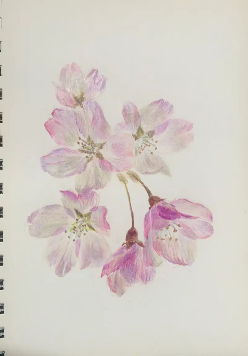 화방넷드로잉로그,벚꽃,프리즈마72색색연필