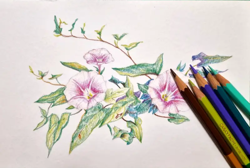 까렌다쉬바이칼라수채색연필