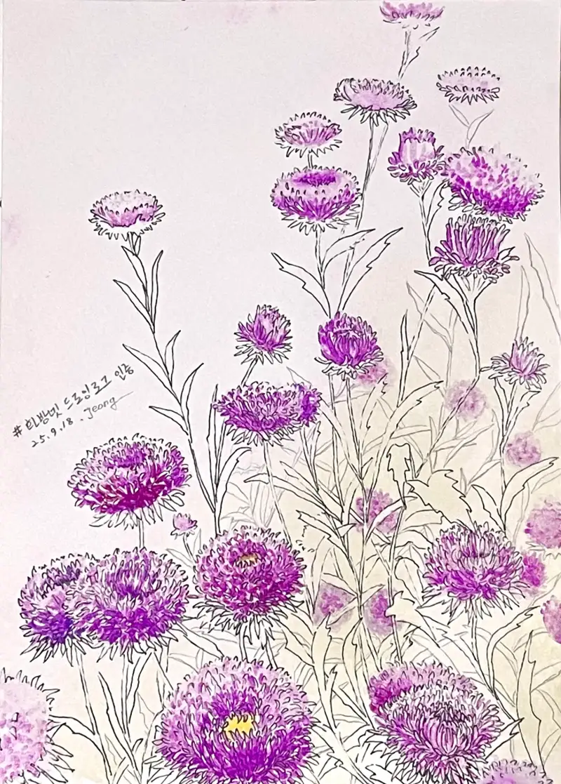 아스터,국화과,탄생화,팬수채