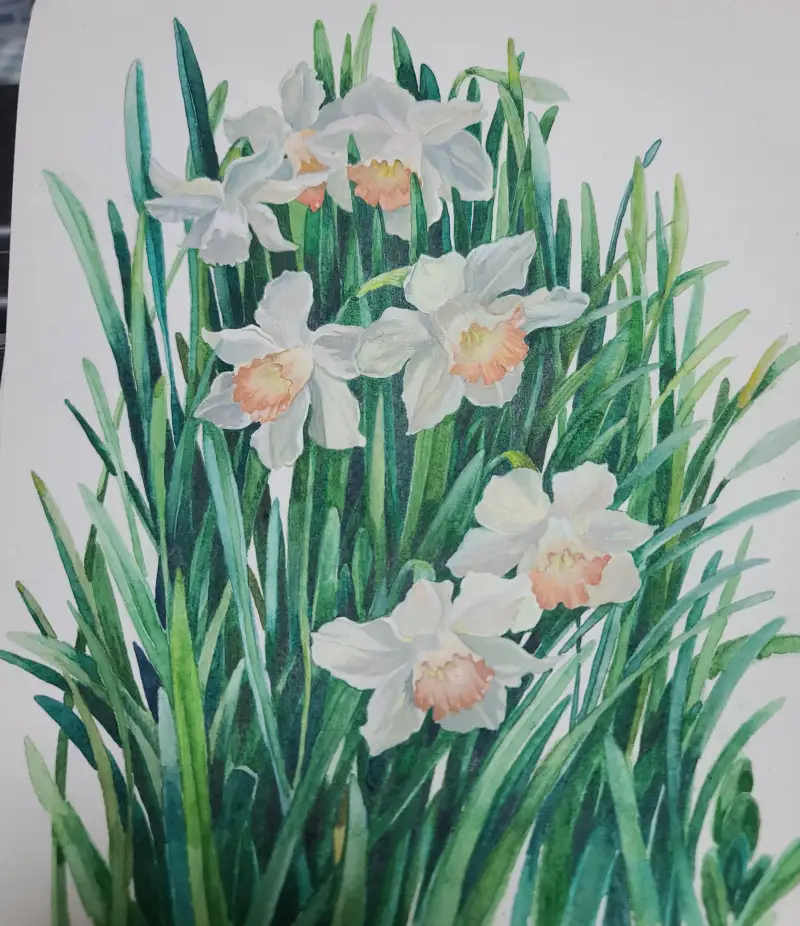 수선화,Daffodils
