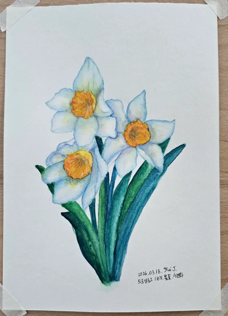 화방넷드로잉로그,14기,수선화,봄꽃