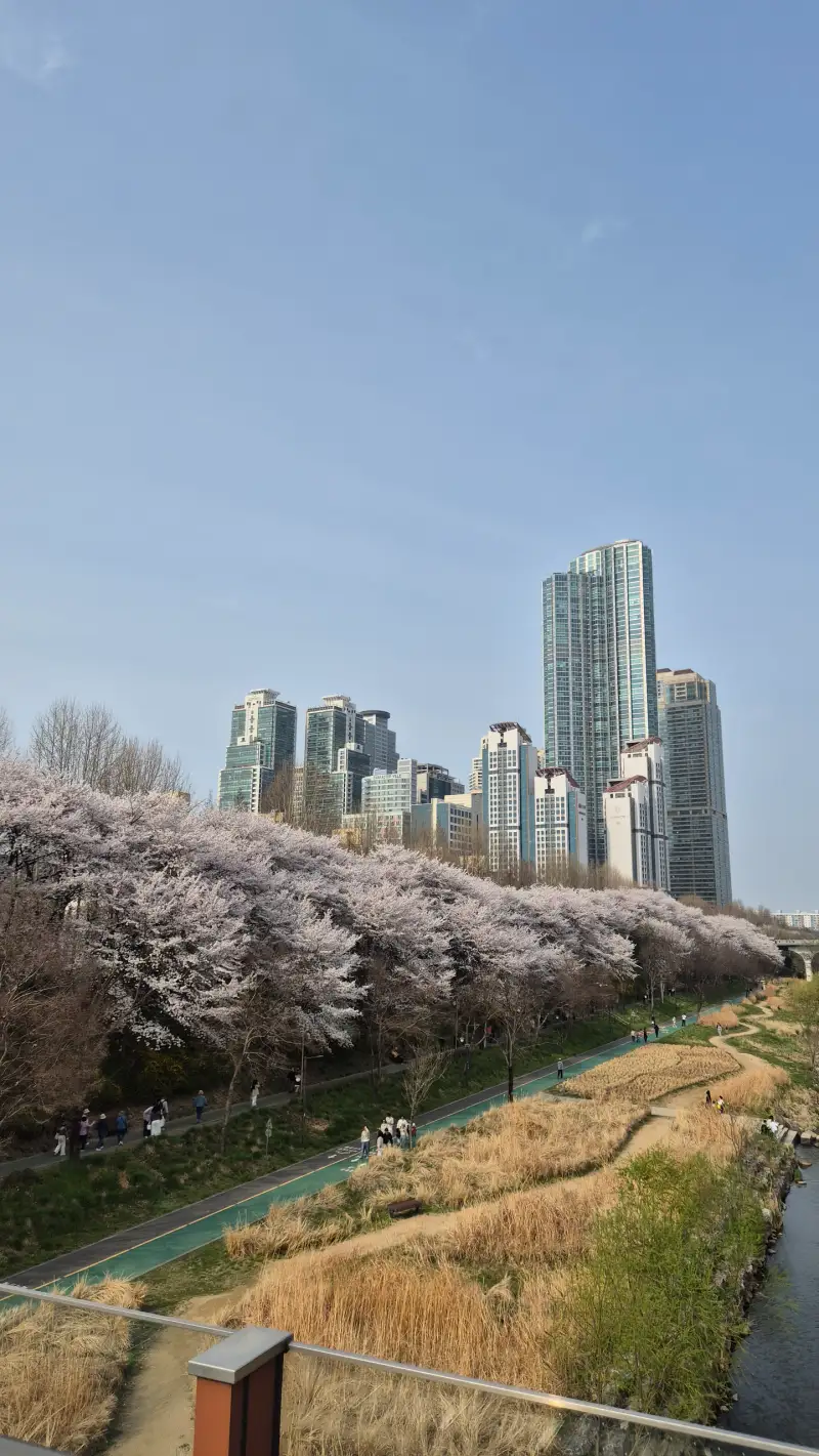 양재천