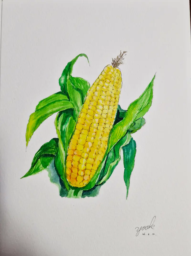 초당옥수수그림