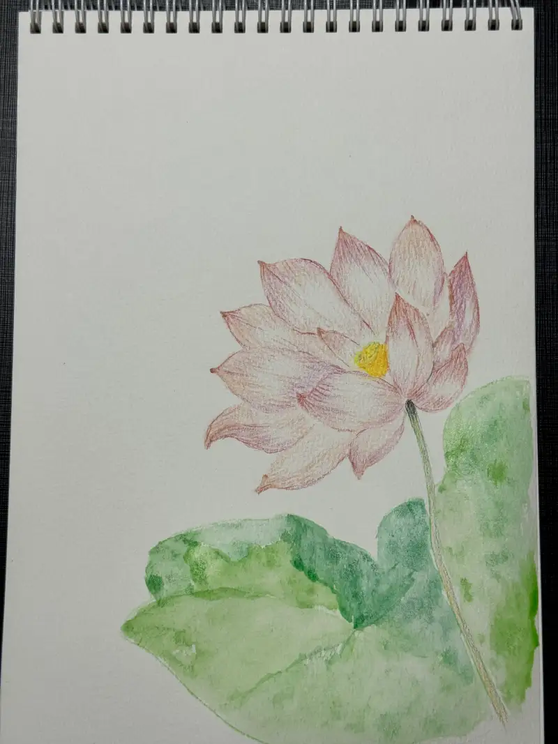 연꽃