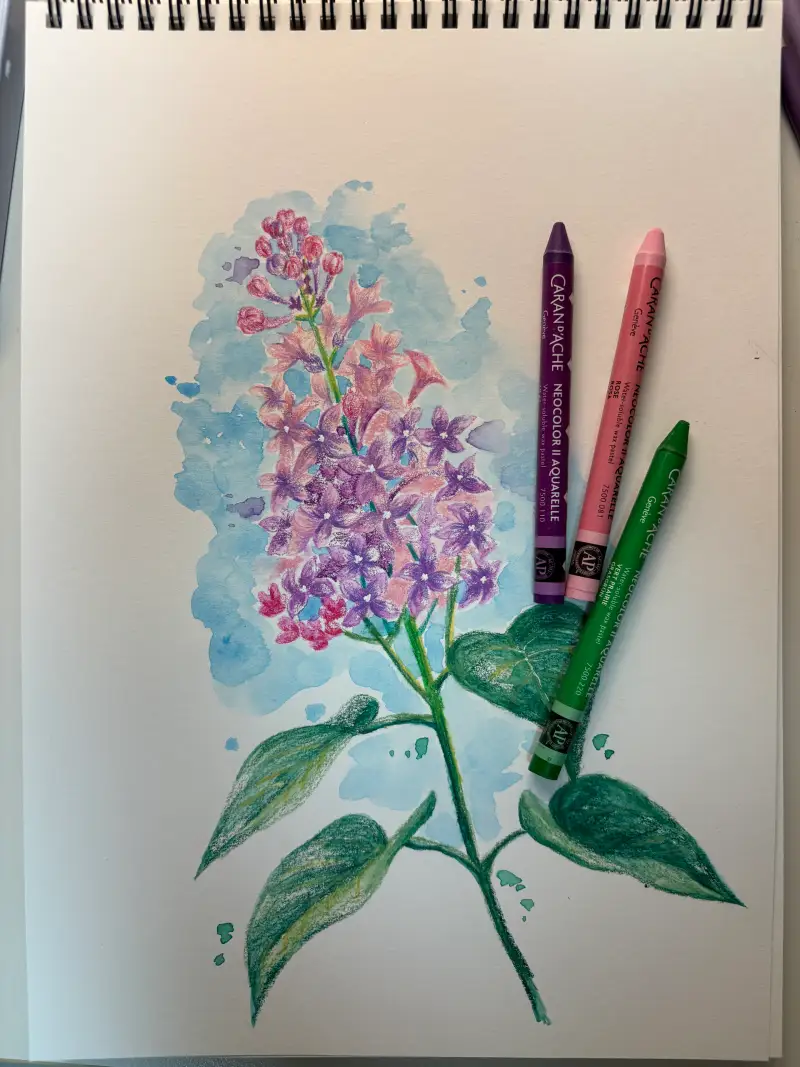 라일락,보태니컬아트,색연필드로잉,꽃그림,크레용아트,수성크레용,색연필일러스트,꽃일러스트