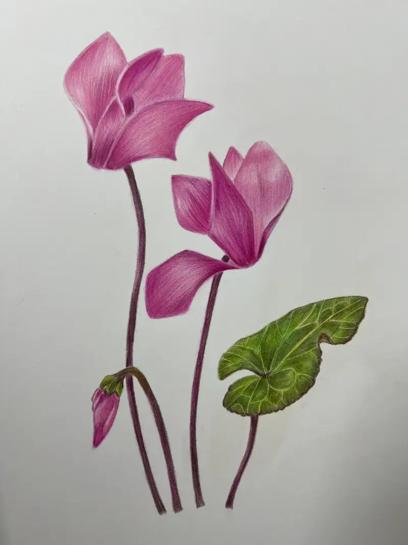 보태니컬아트,꽃,시클라멘