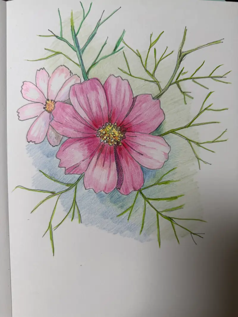 코스모스,수채화색연필