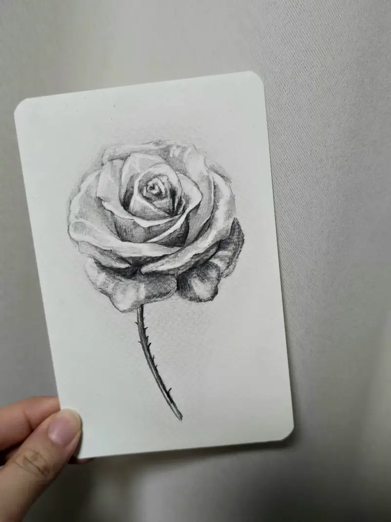 장미,스테들러,톰보우,소묘