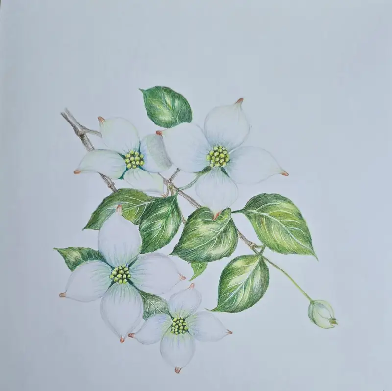 산딸나무꽃,색연필화산딸나무,파버카스텔