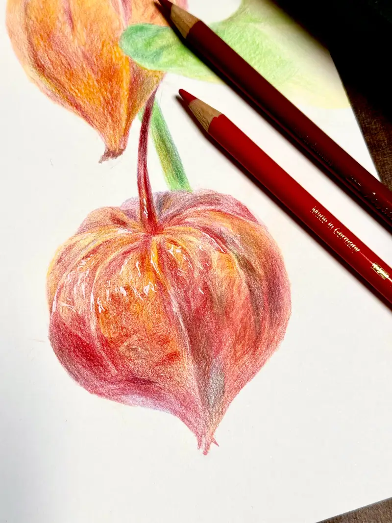 파버카스텔,fabercastell,색연필화