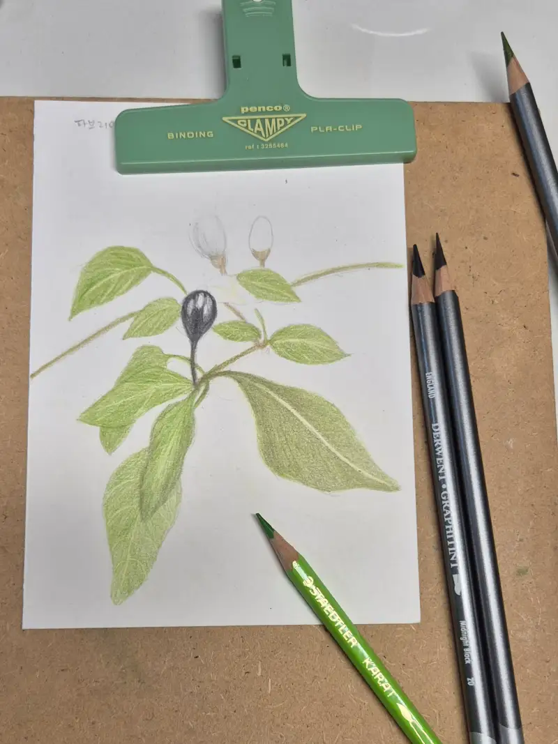 색연필그림,스테들러카라트,더웬트그라파이트