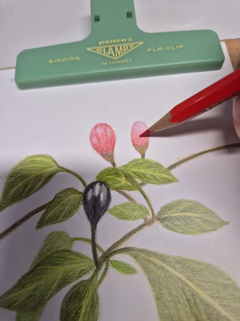 색연필그림,ㅅ솨초고추그리기